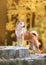 Shiba Inu standing on old stairs surrounding by yellow background