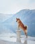 A Shiba Inu stands majestically on a pedestal, overlooking a lake with mountains