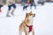 Shiba inu on the street in winter plays