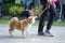 Shiba inu walking side by side with his owner