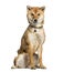 Shiba Inu wearing a collar, sitting on a white background