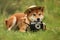 Shiba paparazzi, films valuable events