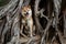 Shiba sits in the roots of a tree