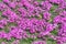 Shibasakura field or pink moss flower in Fuji shibasakura festival Japan.