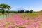 Shibazakura Festival with the field of pink moss of Sakura or ch