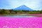 Shibazakura Festival in Japan with Mount Fuji