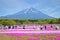 Shibazakura Festival in Japan with Mount Fuji