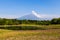 Shibazakura flower field with Mount Fuji san in the background