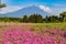 Shibazakura flower field with Mount Fuji san in the background i