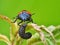 A shield-backed bug is standing on the leafs while preying a black larvae
