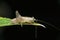 Shield-backed katydid, Arytropteris species, Satara, Maharashtra