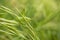 Shield-backed Katydid on grass leaves