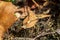 Shield bug Carpocoris fuscispinus hiding under old leaves