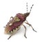 Shield bug, Dolycoris baccarum