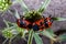 The shield bug (Eurydema ornata), mating bugs on a green plant