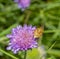 Shield bug on field scabious flower