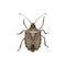 Shield bug icon, pest control insect extermination
