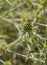 Shield Bug on a juvenile Thistle plant