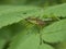 Shield bug on leaf macro back view