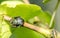 Shield bug - Palomena prasina on the green vine branch close up selective focus.