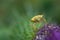 Shield bug on spear thistle flower
