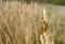 A shield bug or stink bug on a grass plant in a meadow.