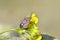 Shield bug or stink bug on yellow flower , Hemiptera insect , Pentatomidae