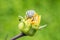 Shield Bug On Yellow Flower