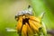 Shield Bug On Yellow Flower