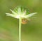 Shield stink bug on the flower