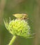 Shield stink bug on the flower