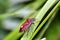Shieldbug, green leaves.(Dolycoris baccarum)
