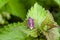 Shieldbug sitting on leaves of White Deadnettle in field