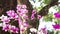 Shifted focus shot of Delicately blooming pink orchids in blurred green nature bokeh background  in the botanical garden. Summer B