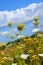 Shifting of the horizon in the summer landscape. Wildflowers and daisies close-up against a blue sky and white clouds. Prairie