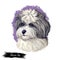 Shih-poo Dog cross breed of Shih Tzu and poodle isolated on white. Digital art illustration of hand drawn cute home pet portrait,
