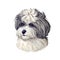 Shih-poo Dog cross breed of Shih Tzu and poodle isolated on white. Digital art illustration of hand drawn cute home pet portrait,