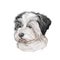 Shih-poo puppy cross breed of Shih Tzu and poodle isolated on white. Digital art illustration of hand drawn cute home pet portrait