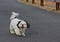 Shih Tsu Taking a Walk