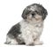 Shih tzu, 1 year old, sitting in front of white