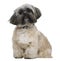 Shih Tzu, 13 months old