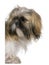 Shih Tzu, 3 years old, peering around