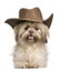 Shih Tzu, 3 years old, wearing hat