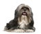 Shih Tzu, 5 years old, lying in front of white