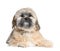 Shih Tzu (8 months)