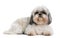 Shih Tzu, 8 years old