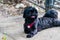 Shih tzu black resting quietly in front of a railing