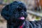 Shih tzu black resting quietly in front of a railing