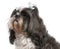 Shih Tzu with blue bows in hair, 4 years old