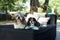 Shih tzu and Cavalier King Charles Spaniel dog sitting side by side on the daybed outdoor